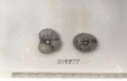 Click for 1 image(s) for this accession. FRUIT
